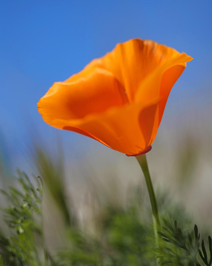 California Golden Poppy Photograph By Charles Aghoian Fine Art America