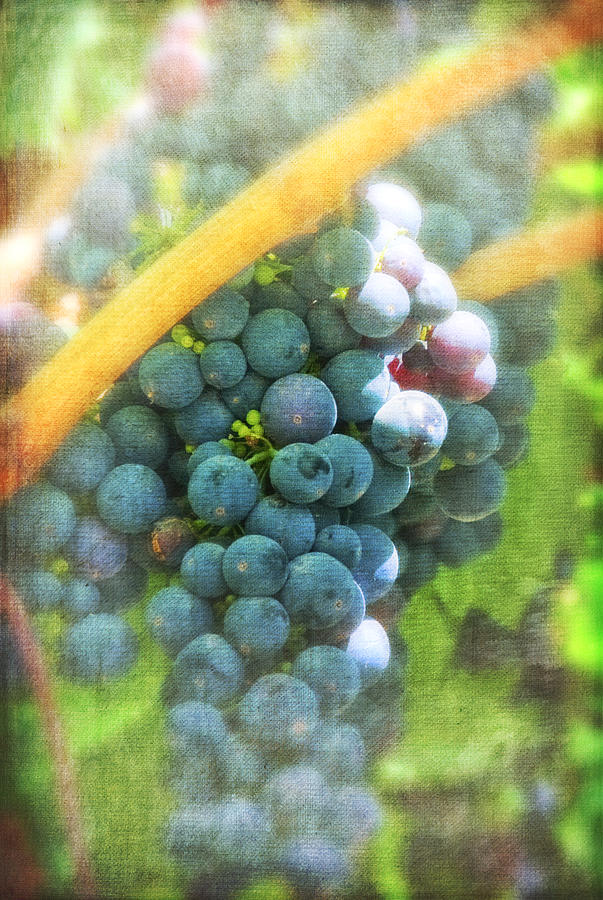 California Grapes with textures IMG 2202 Photograph by Greg Kluempers