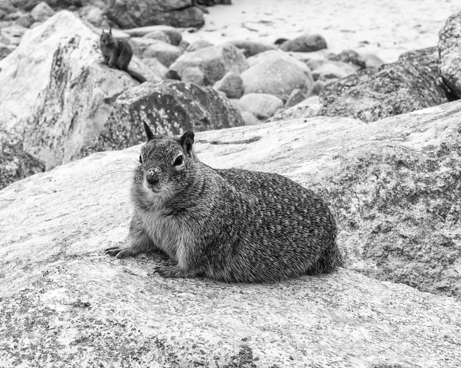 California Ground Squirrel In Black And White Photograph by Priya Ghose