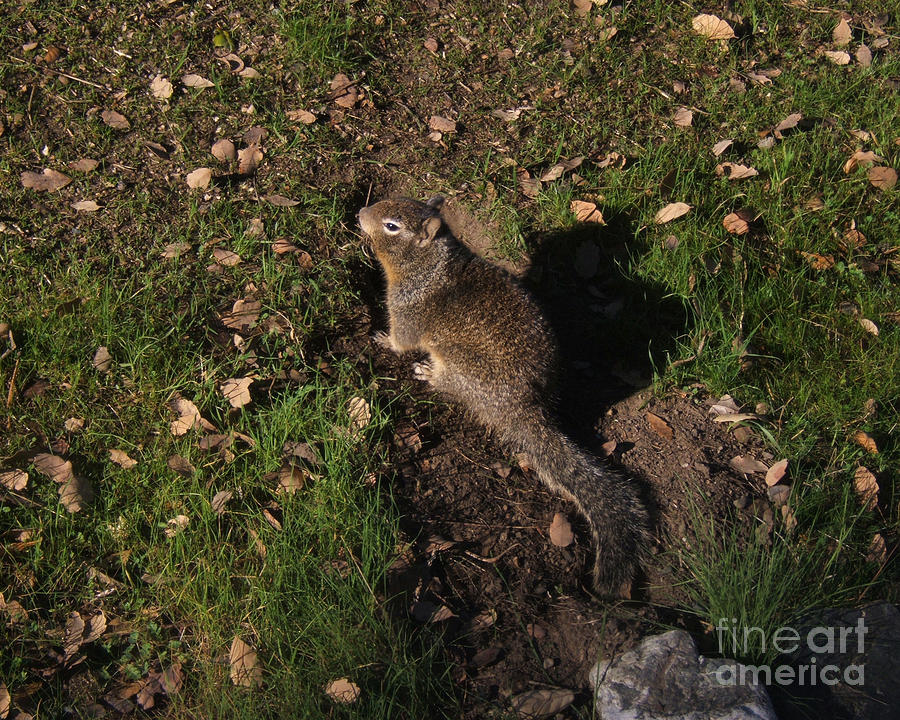 California Ground Squirrel Photograph by Kristen Fox