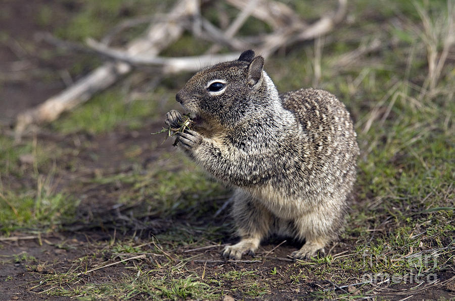 Wildlife Photograph - California Ground Squirrel by Mark Newman