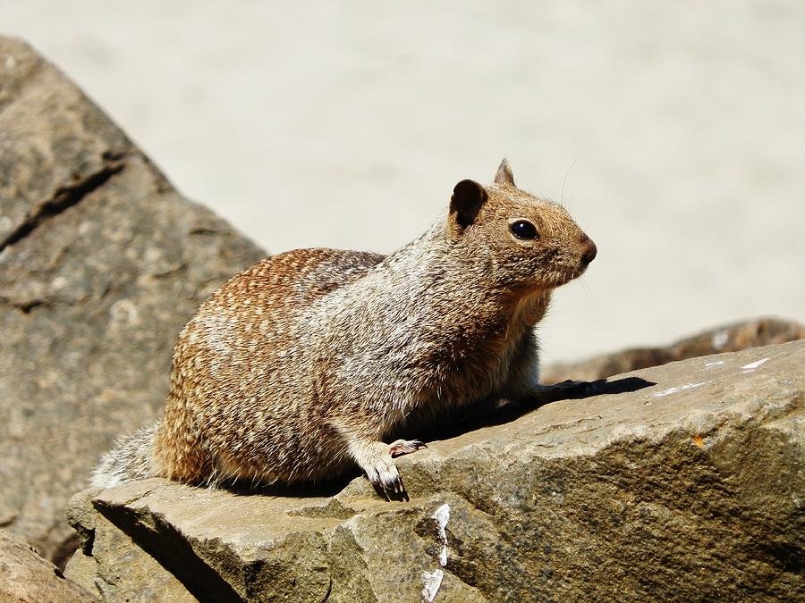 California Ground Squirrel Photograph by VLee Watson