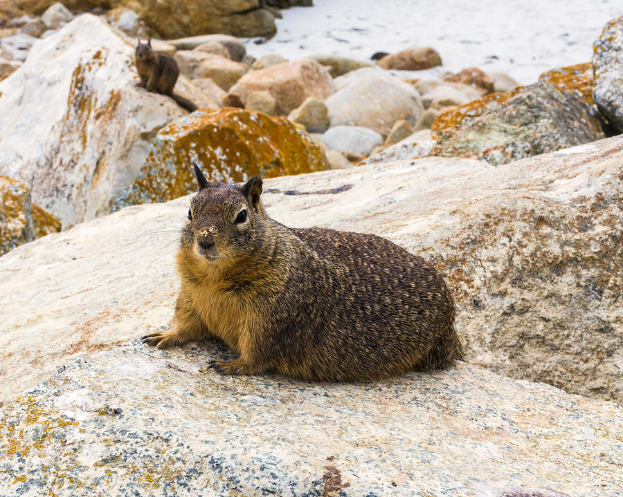 California Ground Squirrel With Sandy Nose Photograph by Priya Ghose