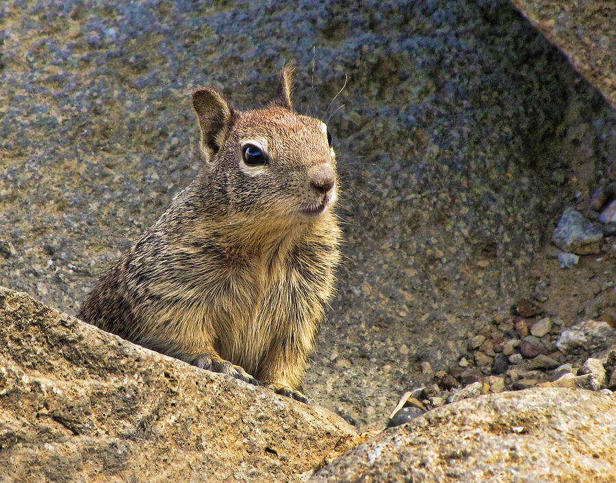 California Ground Squrrel Photograph by Helaine Cummins