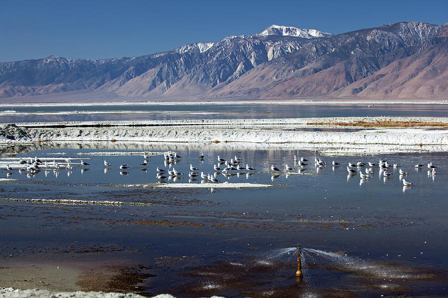 California Gulls On Owens Lake Photograph by Jim West