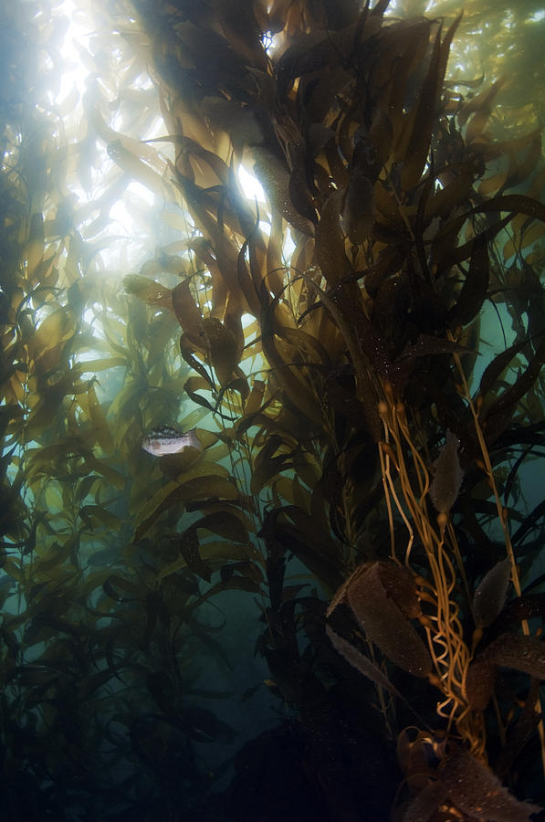 Fish Photograph - California Kelp Forest by Greg Amptman