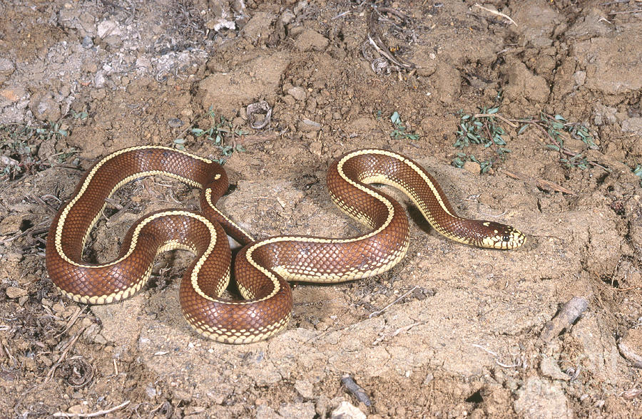 California Kingsnake Art 