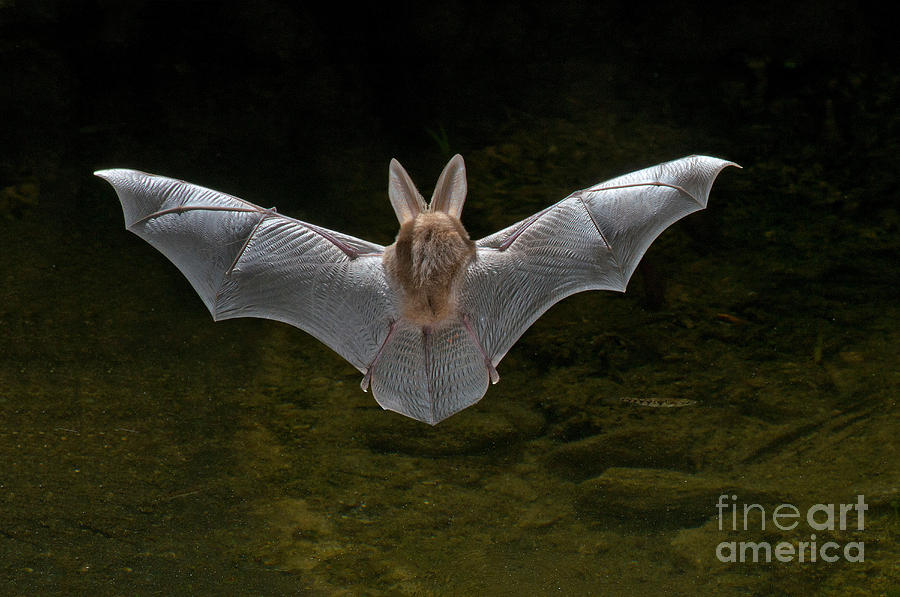 California Leafnosed Bat Photograph by Anthony Mercieca