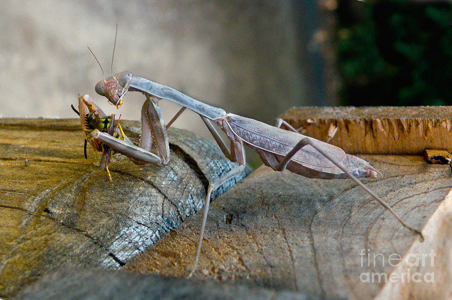 Animal Photograph - California Mantis Feeding by Ron Sanford