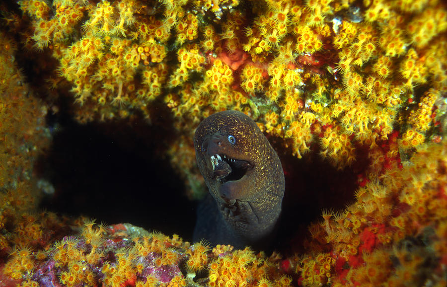California Moray Eel Photograph by Greg Ochocki