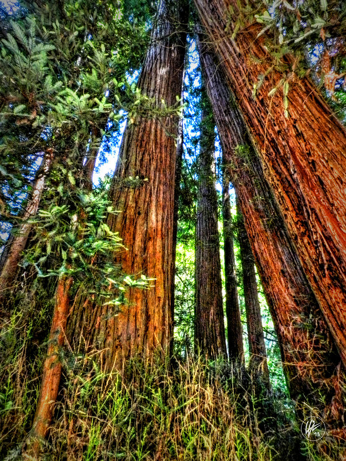 California - Muir Woods 001 Photograph by Lance Vaughn