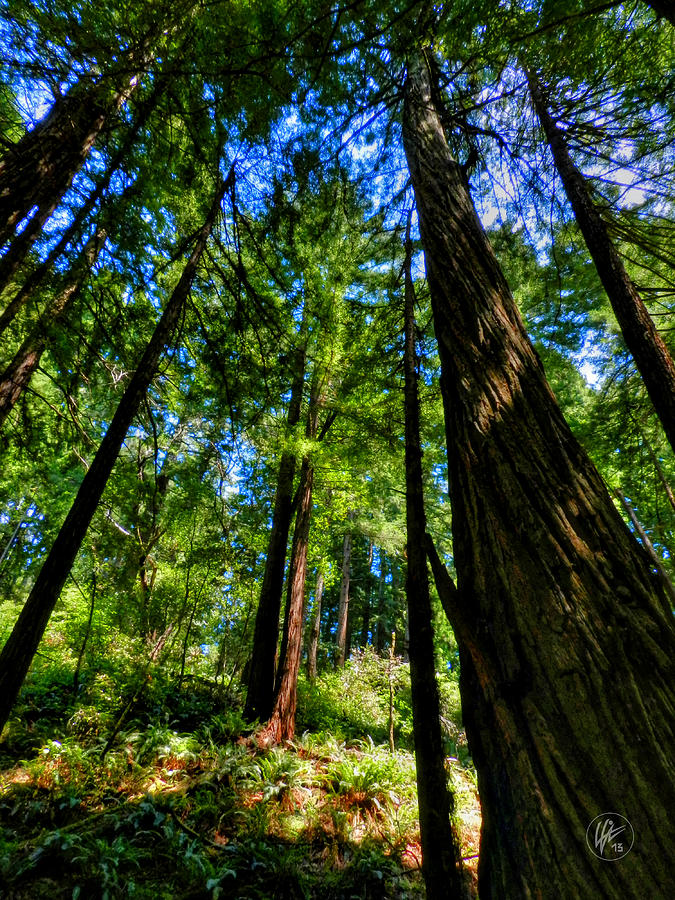 California - Muir Woods 004 Photograph by Lance Vaughn