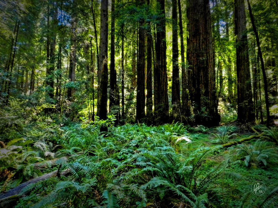 California - Muir Woods 007 Photograph by Lance Vaughn