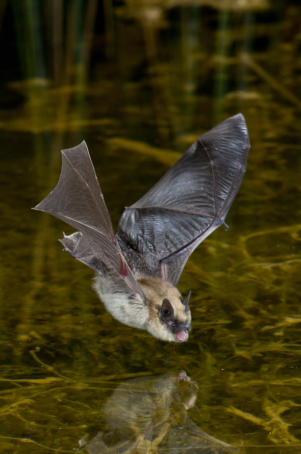 California Myotis Bat Photograph by Anthony Mercieca - Fine Art America