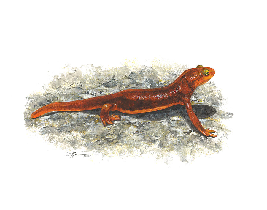 California Newt Painting by Cindy Hitchcock