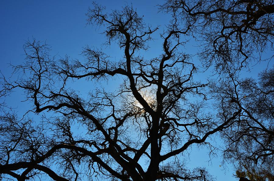 California Oak Sun Tree Photograph by Marilyn MacCrakin