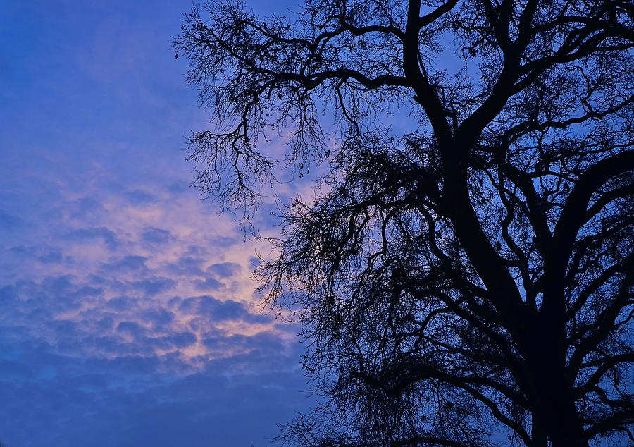 California Oak Sunrise Photograph by Marilyn MacCrakin