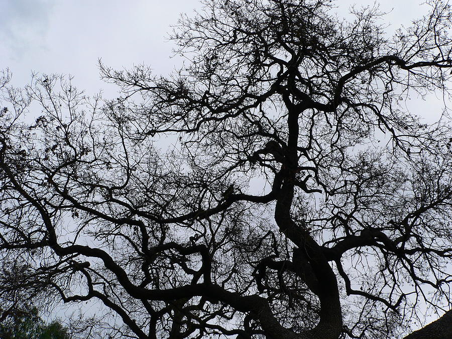 California Oak Winter Sihlouette Photograph by Jeff Lowe