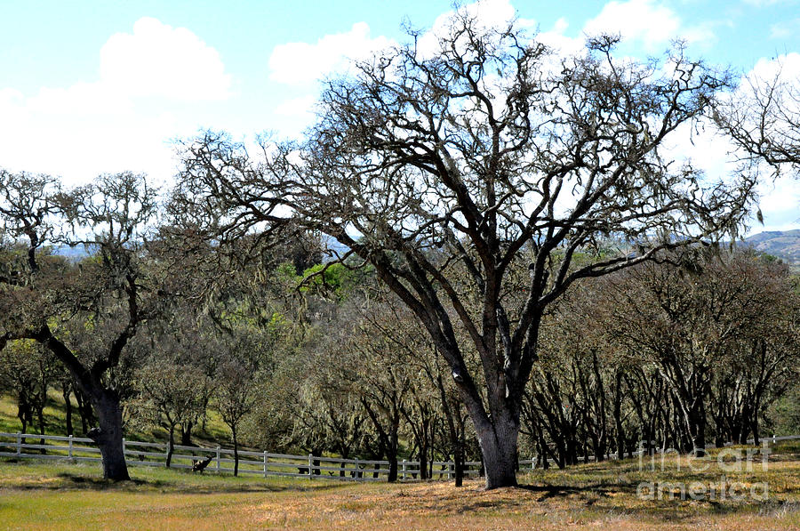 California Oaks in Spring Photograph by Tatyana Searcy