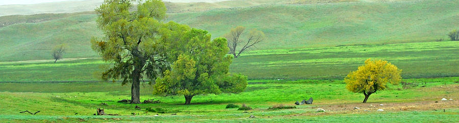 California Oaks Photograph by Jean Booth