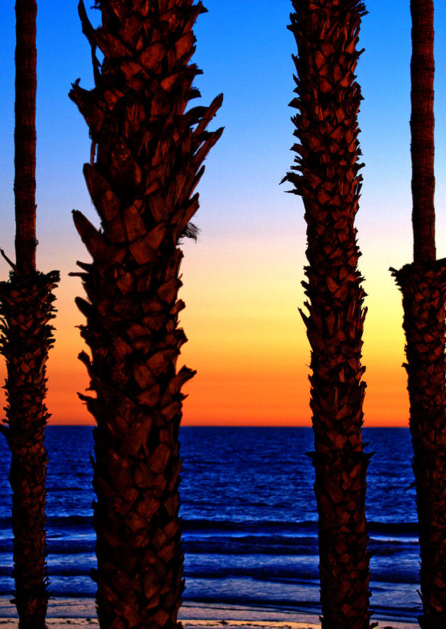 California Palm Beach Photograph
