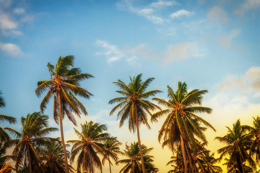 California Palms Photograph by Mountain Dreams - Fine Art America