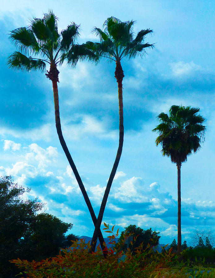 California Palms Trees In-N-Out Photograph by Robert J Sadler