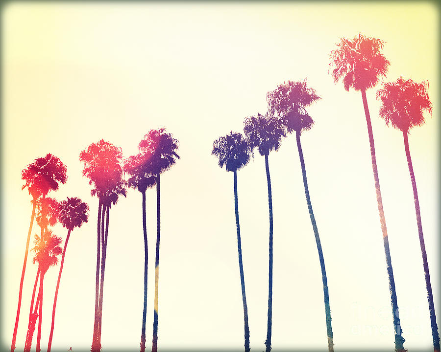 California Dreaming - California Palms VI Photograph by Chris Andruskiewicz