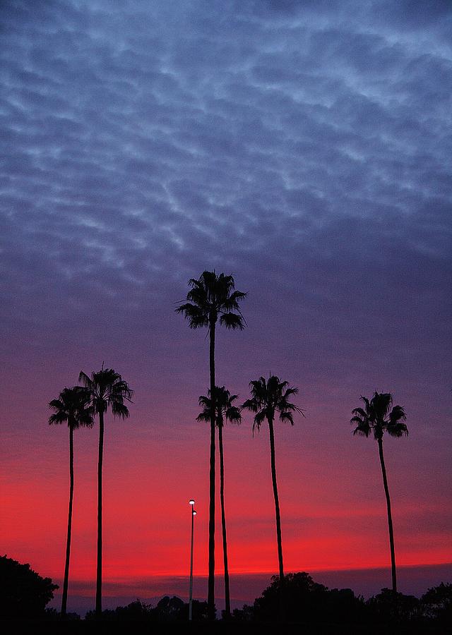 California Palms Photograph by Viktor Savchenko