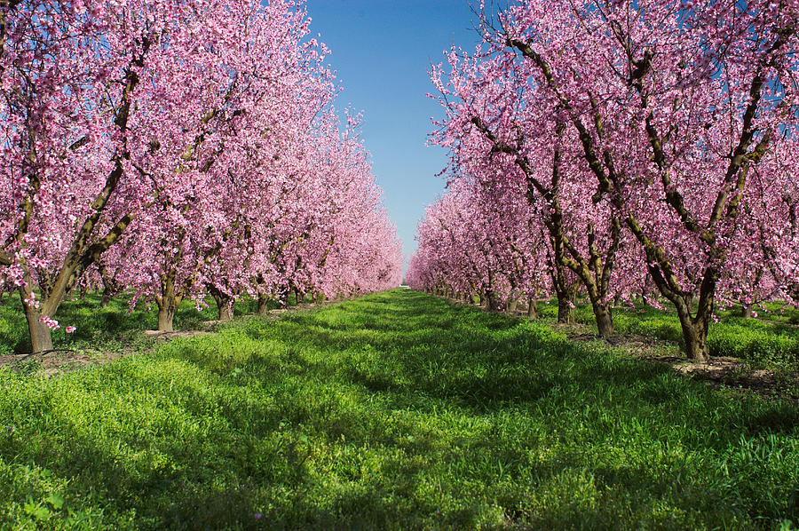 California Peach Tree Orchard Photograph by Anonymous