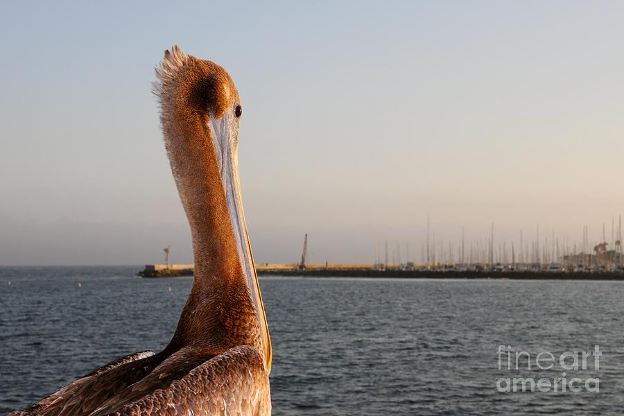 California Pelican Photograph by Henrik Lehnerer
