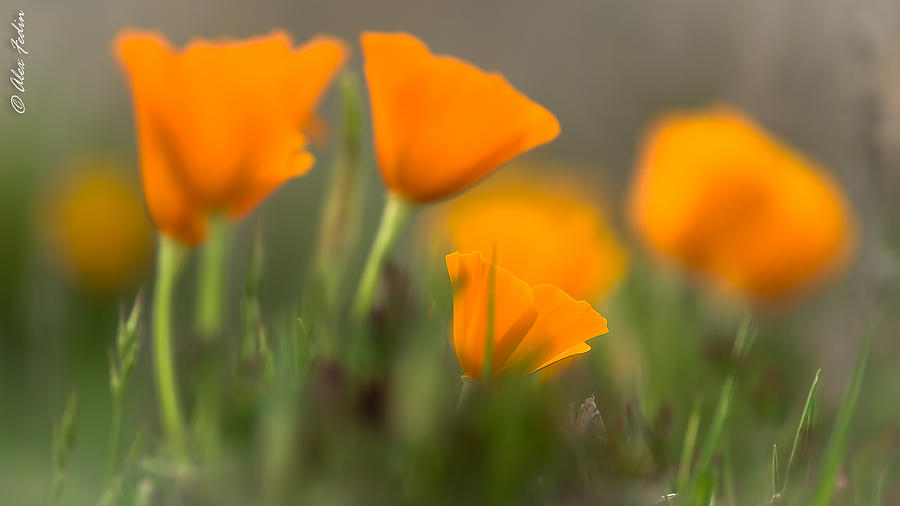 California Poppies Photograph by Alexander Fedin