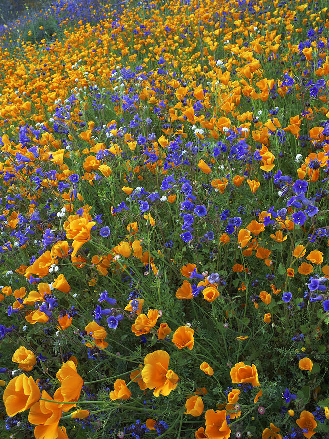 California Poppies And Desert Bluebells Photograph by Tim Fitzharris