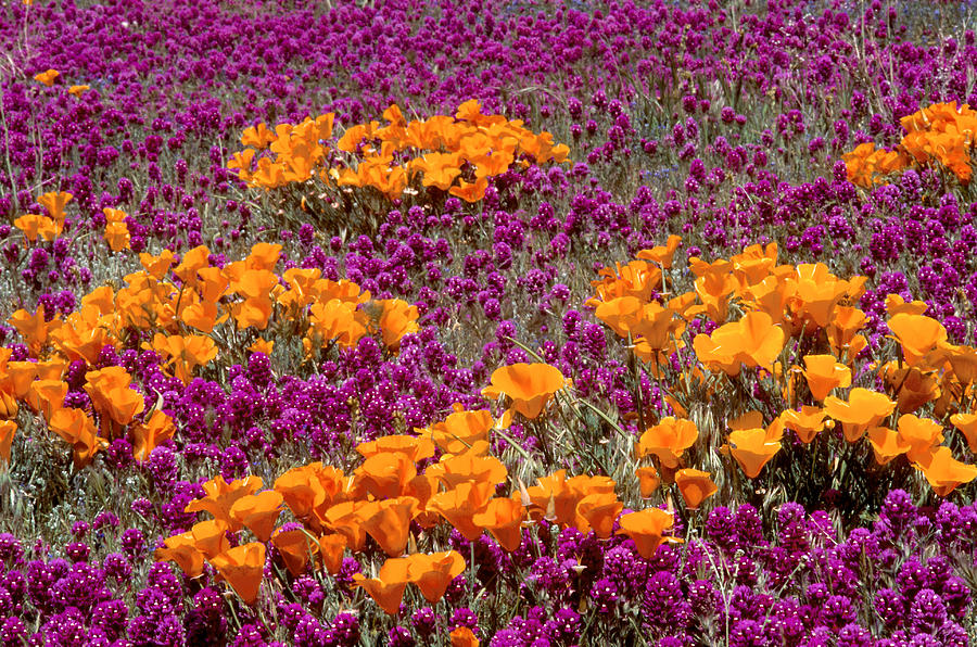 California Poppies And Red Owl Clover Photograph by Brenda Tharp