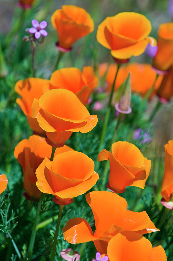 Spring Photograph - California Poppies, Antelope Valley by Russ Bishop