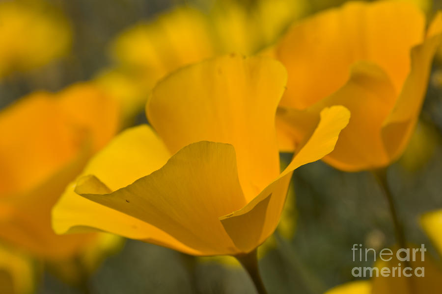 California Poppies Photograph by Bryan Keil