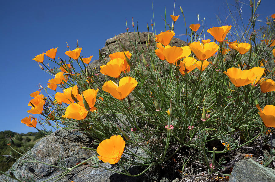 Flower Photograph - California Poppies, California Central by Rob Sheppard