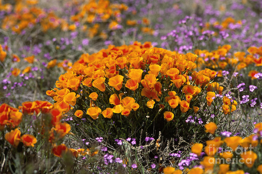 California Poppies Photograph by Craig Lovell