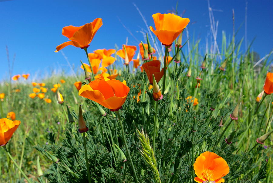 Poppy Photograph - California Poppies by Don Bendickson