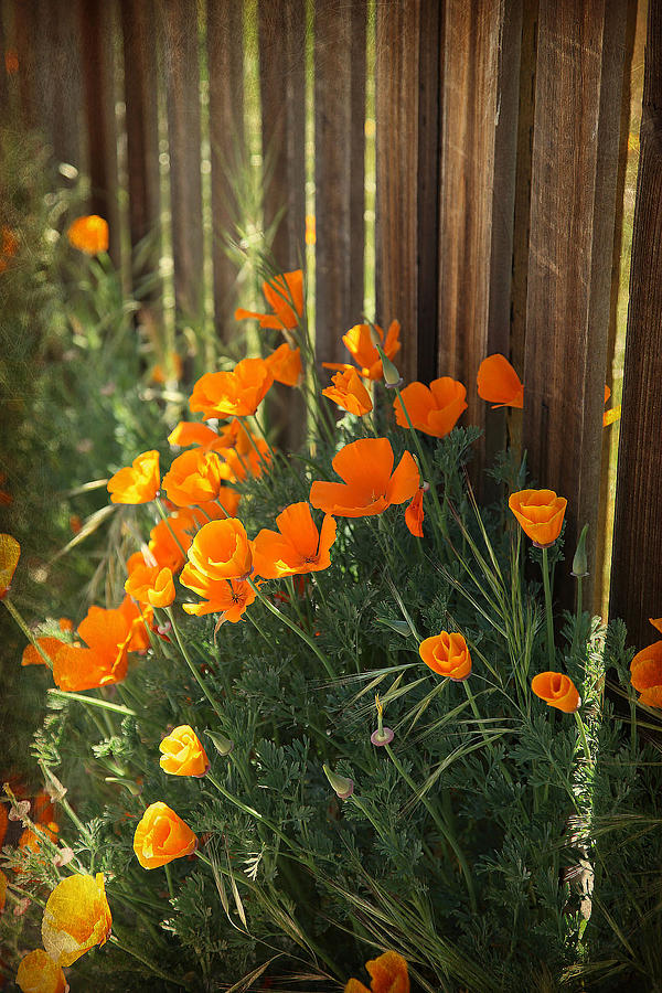 California Poppies Photograph by Portraits By NC