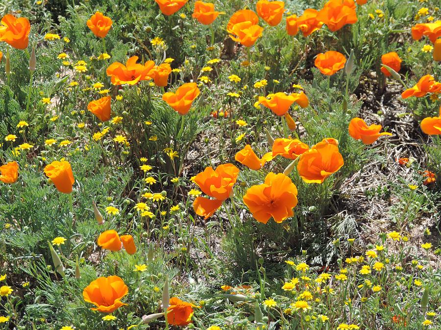California Poppies in Field Closeup Photograph by Enaid Silverwolf