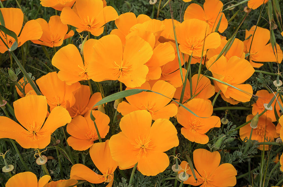 Flower Photograph - California Poppies In Montana De Oro by Rob Sheppard