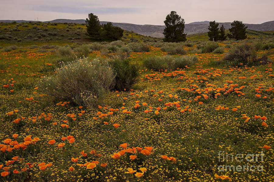 California poppies in the Antelope Valley Photograph by Nina Prommer