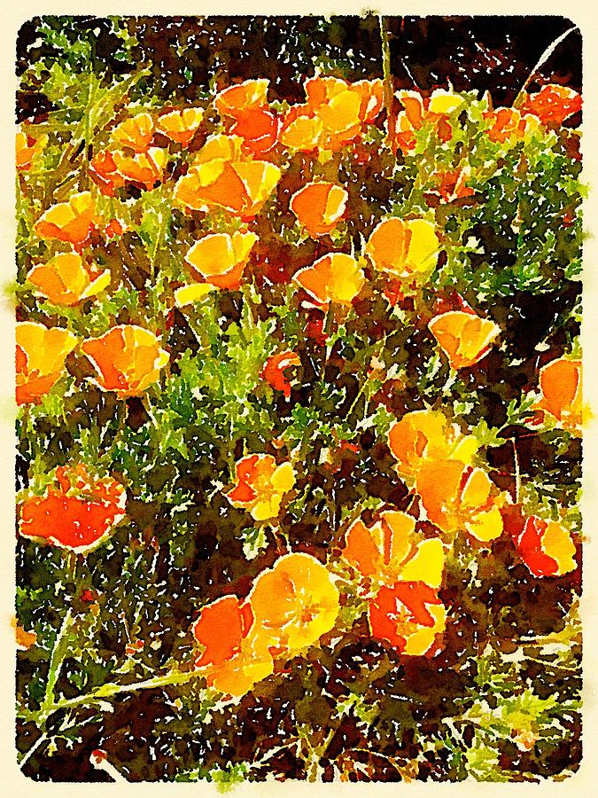 Flower Digital Art - California Poppies by Janet Rae-Dupree