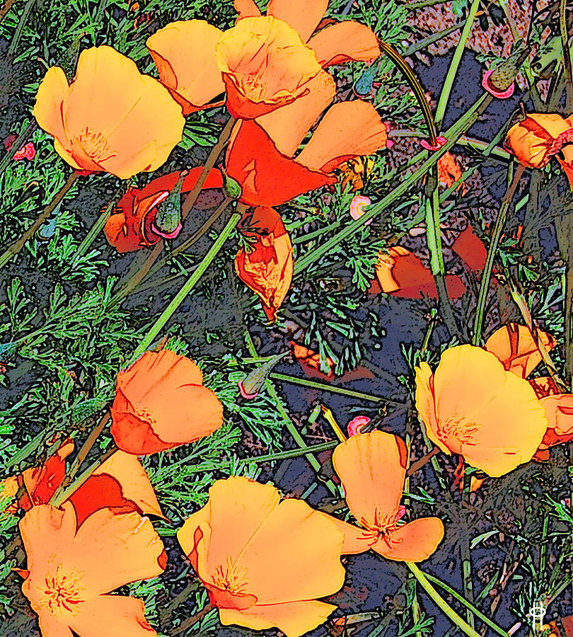 California Poppies Digital Art by Jim Pavelle