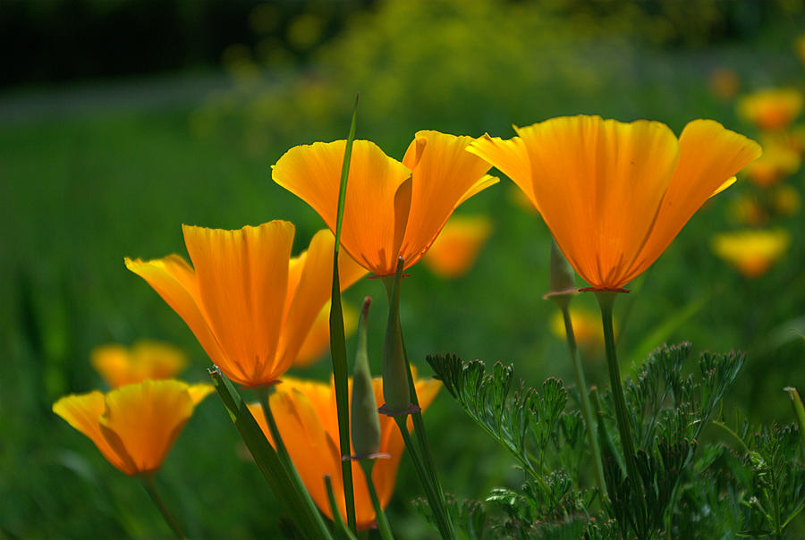California Poppies Photograph by Ken Dietz California Poppies Photograph by Ken Dietz