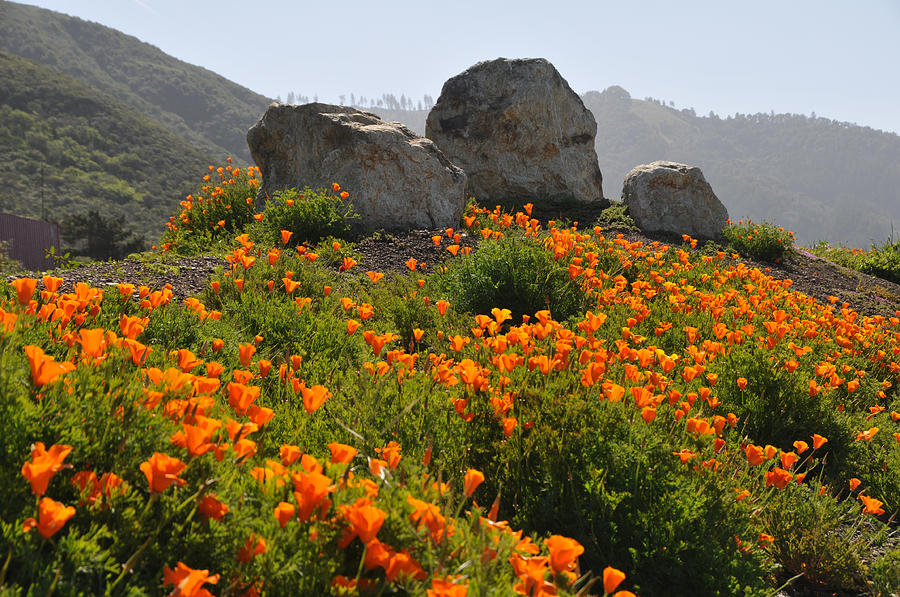 California Poppies Photograph by Lynn Bauer