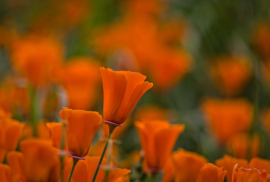 Antioch Photograph - California Poppies by Marc Crumpler