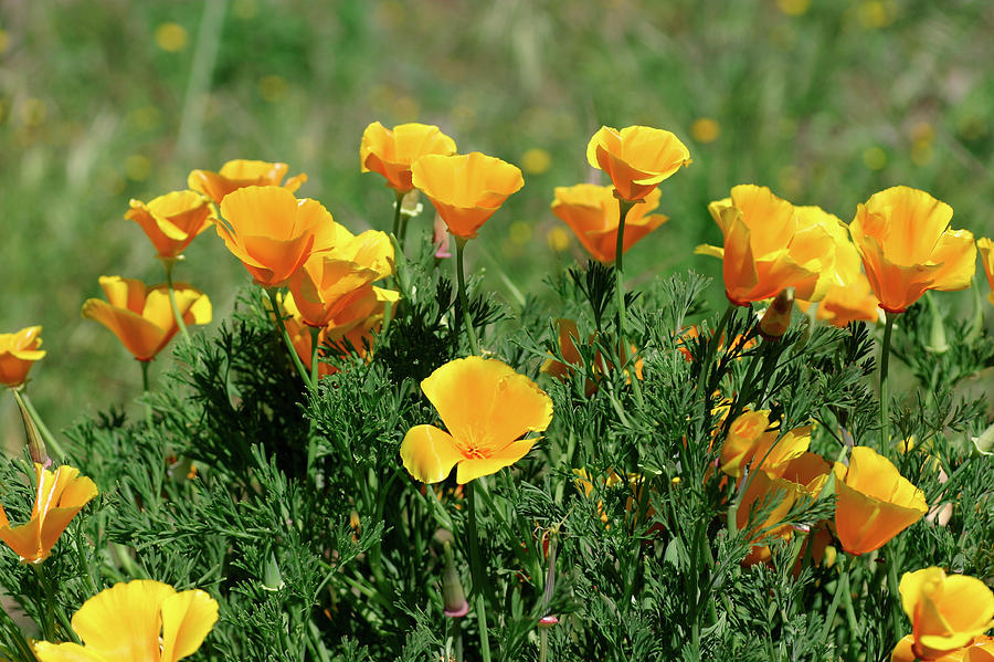 California Poppies Photograph by Michael Szoenyi/science Photo Library
