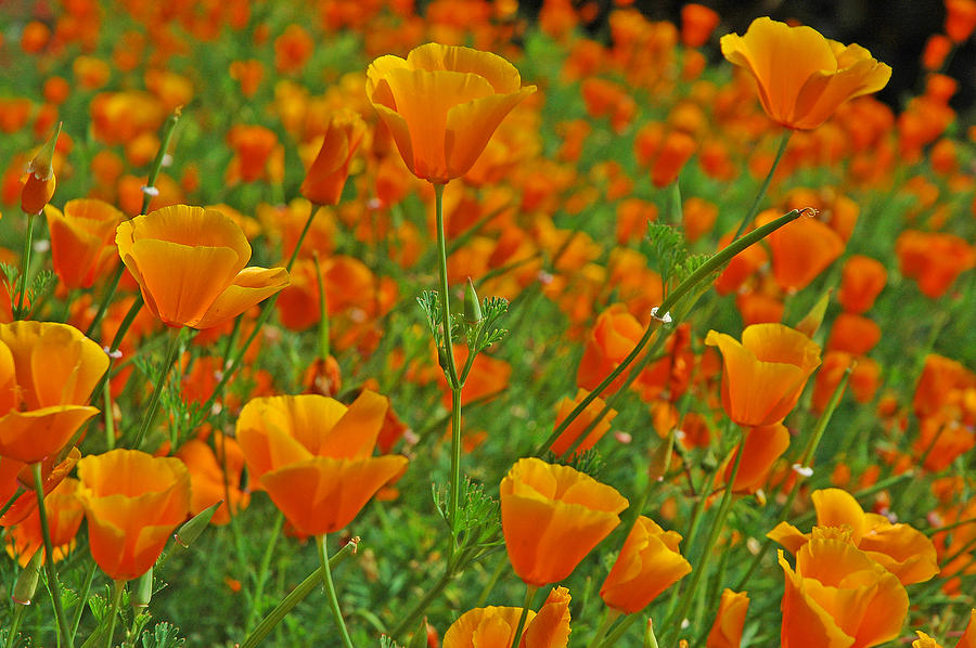 California Poppies Photograph by Nick Boren